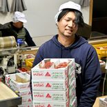 こだわり続けた「とちおとめ」未来へ 父は“王騎将軍”、背中追う長男 苦…