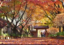 風情あふれる紅葉のトンネル　佐野の金蔵院で見頃【動画】