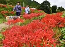 那須でヒガンバナ見頃