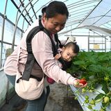 佐野の観光農園でイチゴ狩り始まる　家族連れが真っ赤なイチゴ堪能