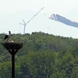 加須の巨大こいのぼり　小山のコウノトリ親子へ　10キロ先から優しい視線