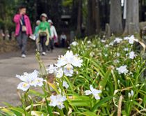 大雄寺でシャガ開花
