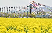 菜の花とこいのぼり