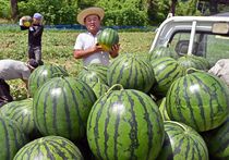 「与一西瓜」収穫期