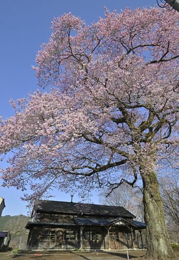 栃木県内桜便り2025 ドラマの舞台、周年植樹の名所…話題性に富む「NEWS