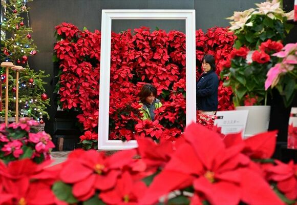 職員によってフォトスポットに飾られたポインセチア＝17日午後３時50分、栃木市岩舟町下津原