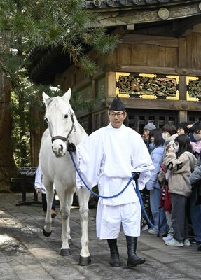 奉仕を終え神厩舎を後にする晃白号