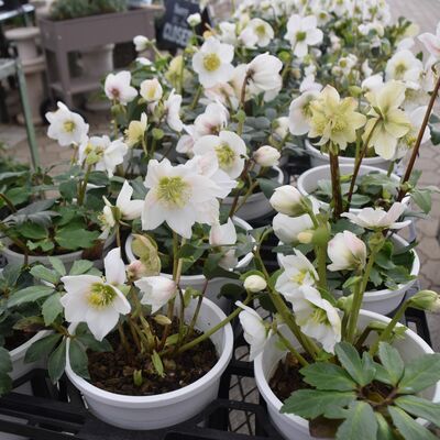 かれんな花が人気のクリスマスローズ