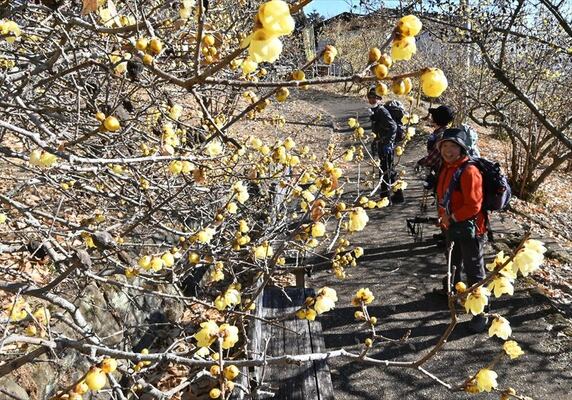 羽黒山の南斜面で開花したロウバイ