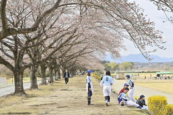 那須塩原市の那珂川河畔公園は二～四分咲き＝７日午後