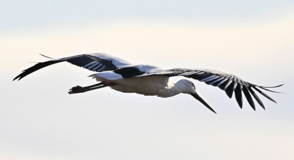 渡良瀬遊水池の上空を舞うコウノトリ＝19日午後２時55分、小山市下生井