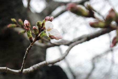 　大阪城公園で開花した標本木のソメイヨシノ＝２６日午前