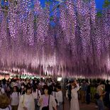 あしかがフラワーパークで大藤見頃　夕方からはライトアップで幻想的に