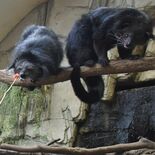 ナマケモノにビーバー…大玉に夢中　大田原産スイカで「猛暑乗り切って」　…