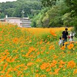 広がるオレンジ色のじゅうたん　宇都宮でキバナコスモス見頃