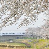 栃木県内桜便り2026　小倉川かっぱ広場（栃木）　春一色の景色、スペーシアＸが駆け抜ける