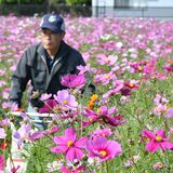 野木でコスモス見頃　5000平方メートル彩る　摘み取りも可能