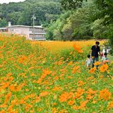 広がるオレンジ色のじゅうたん　宇都宮でキバナコスモス見頃