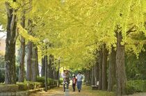 宇都宮でイチョウの黄葉見頃