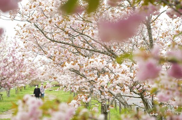 八重桜などが咲き誇る部屋南部桜づつみ公園