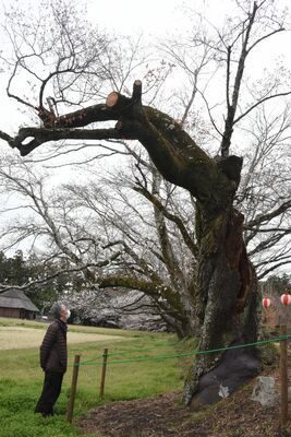 二宮尊徳が手植えしたと伝わるヤマザクラ