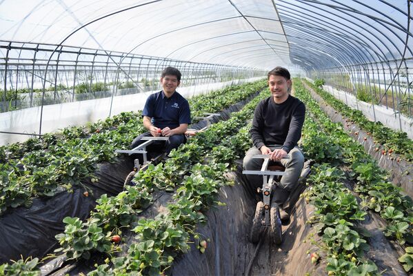 セブンハンドレッドが生産しているイチゴ「とちあいか」＝さくら市