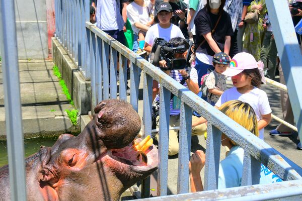 歯磨きしてもらうカバのハナ＝４日午前、宇都宮市上金井町