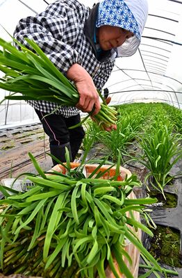 収穫最盛期を迎えた冬ニラ＝23日午後３時30分、鹿沼市南上野町