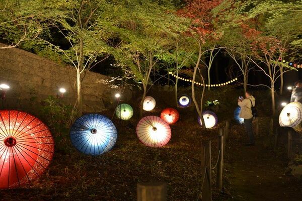 ライトアップされた紅葉と和傘