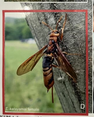 栗原さんが発見したシモツケヒラアシキバチ（県立博物館提供）