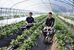 セブンハンドレッドが生産しているイチゴ「とちあいか」＝さくら市