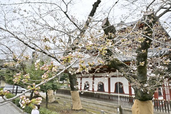 一分咲き程度の足利市の鑁阿寺境内=4月2日午後