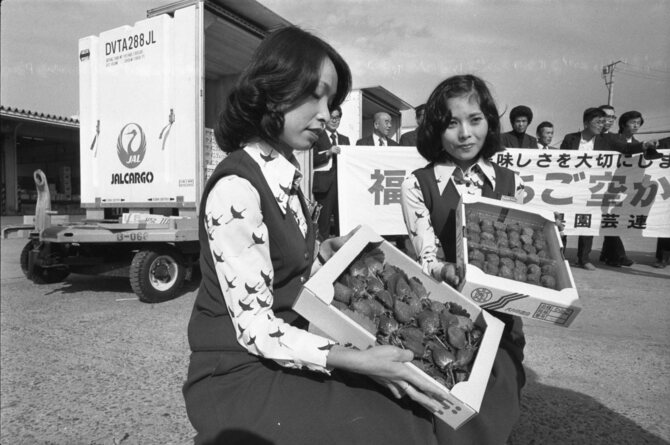 東京に空輸される福岡県産イチゴ＝1977年11月25日、福岡空港（西日本新聞データベースから）