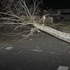 栃木県内各地で強風　佐野では倒木も　12日は北部などで大雪か