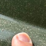 スギや黄砂は収束したのに…　降り注ぐ「謎の黄色い粉」は何？　正体はマツの花粉か　予報対象外、注目されず