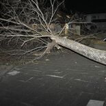 栃木県内各地で強風　佐野では倒木も　12日は北部などで大雪か