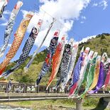 新緑の中、こいのぼり51匹悠々と　那須塩原・板室温泉街に掲揚