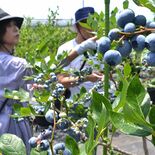 足利のブルーベリー農園オープン　今年はスイーツカフェも　家族連れら大粒…