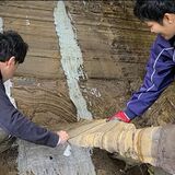 地層の剥ぎ取り標本　県立博物館・吉田貴洋さん　屋内で大地の歴史を観察　昆虫などの化石も