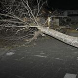 栃木県内各地で強風　佐野では倒木も　日光市に大雪警報、12日は北部などで大雪か