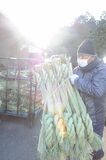 しめ縄、今年最後の集出荷