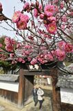 寒紅梅、足利学校で見頃