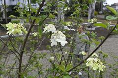 鑑真ゆかり 瓊花気高く