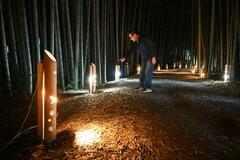 夜の竹林 幻想的に