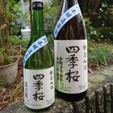 「四季桜」が初呑切酒