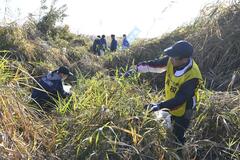 外来植物除去 住民ら奮闘