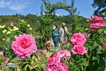 あしかがフラワーパークで秋バラ見頃