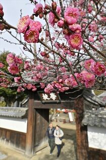 寒紅梅、足利学校で見頃