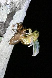 エゾハルゼミの羽化ピーク