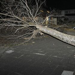 栃木県内各地で強風　佐野では倒木も　日光市に大雪警報、12日は北部などで大雪か